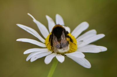 <i>Bombus</i>