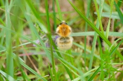 <i>Bombus</i>