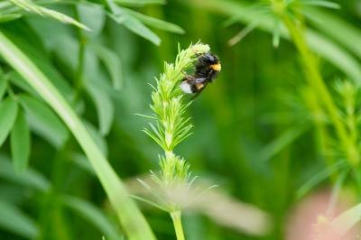 <i>Bombus</i>