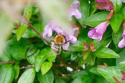 <i>Bombus</i>