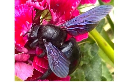 <i>Xylocopa</i>