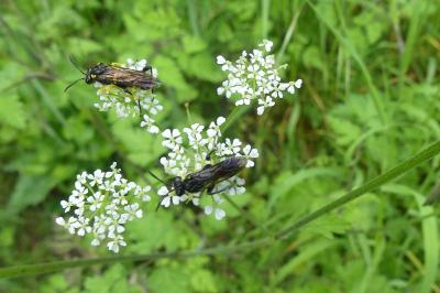 <i>Macrophya montana</i>