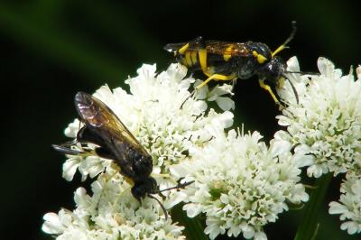 <i>Macrophya montana</i>