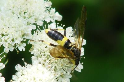 <i>Tenthredo temula</i>