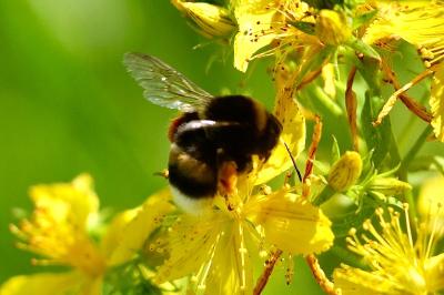<i>Bombus</i>