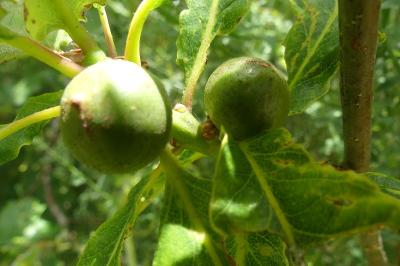 <i>Andricus kollari</i>