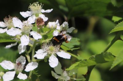 <i>Bombus</i>