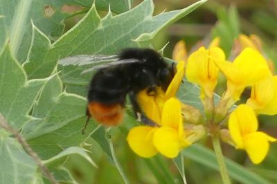 <i>Bombus lapidarius</i>