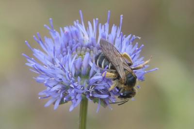 <i>Lasioglossum</i>