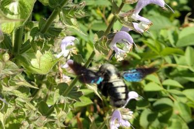 <i>Xylocopa violacea</i>