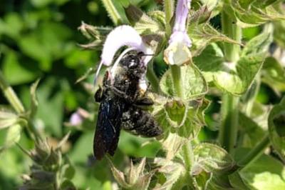 <i>Xylocopa violacea</i>