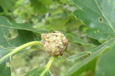 <i>Andricus fecundatrix</i>