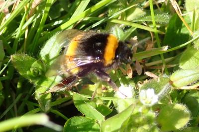 <i>Bombus</i>