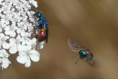 <i>Chrysis ignita</i>