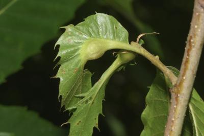 <i>Dryocosmus kuriphilus</i>