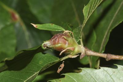 <i>Dryocosmus kuriphilus</i>
