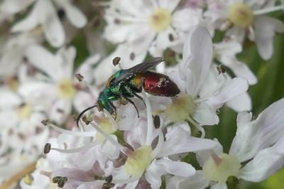 <i>Chrysis ignita</i>