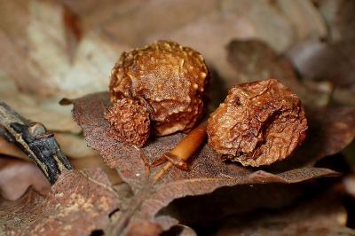 <i>Cynips quercusfolii</i>