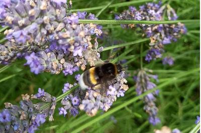 <i>Bombus sp (terrestris/lucorum/cryptarum/magnus)</i>