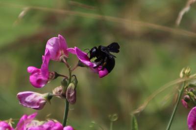 <i>Xylocopa violacea</i>
