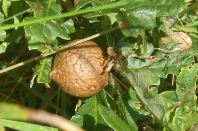 <i>Andricus kollari</i>