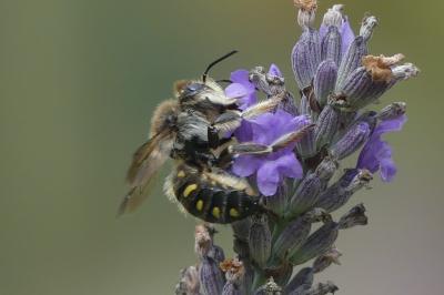 <i>Anthidium septemspinosum</i>
