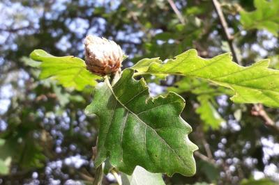 <i>Andricus fecundatrix</i>