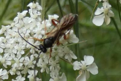 <i>Ichneumon</i>