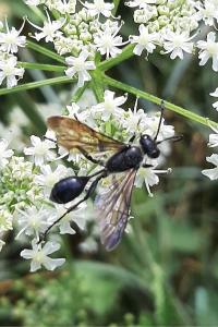 <i>Isodontia mexicana</i>