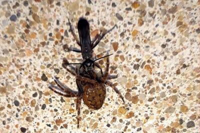 <i>Deuteragenia</i>