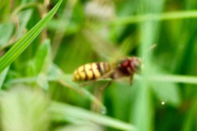 <i>Vespa crabro</i>