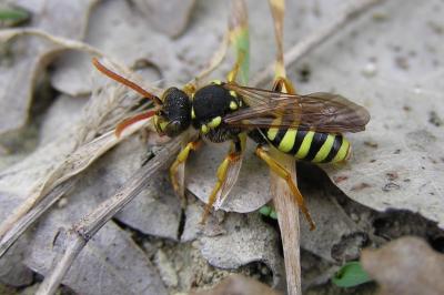 <i>Nomada goodeniana</i>