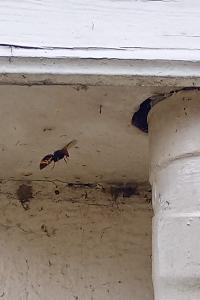 <i>Vespa velutina</i>