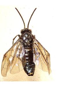 <i>Arge berberidis</i>