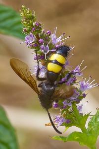 <i>Scolia hirta</i>