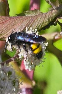 <i>Scolia hirta</i>