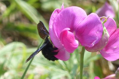 <i>Xylocopa</i>