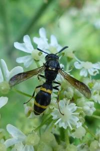 <i>Symmorphus</i>