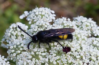 <i>Scolia hirta</i>