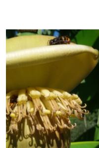 <i>Vespa velutina</i>