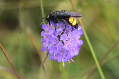 <i>Scolia hirta</i>