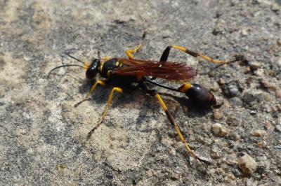 <i>Sceliphron caementarium</i>