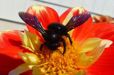 <i>Xylocopa violacea</i>