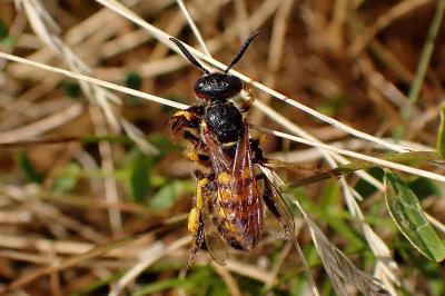 <i>Philanthus triangulum</i>
