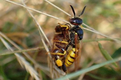 <i>Philanthus triangulum</i>