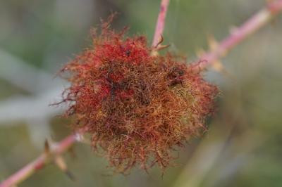 <i>Diplolepis rosae</i>