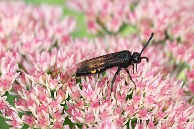 <i>Scolia hirta</i>