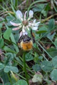 <i>Bombus sp (pascuorum/humilis/muscorum)</i>