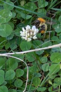 <i>Bombus sp (pascuorum/humilis/muscorum)</i>