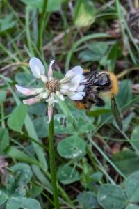<i>Bombus sp (pascuorum/humilis/muscorum)</i>